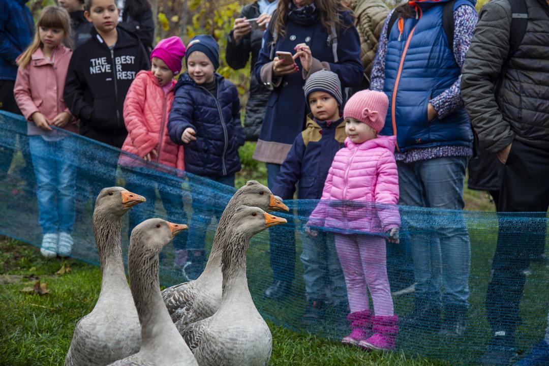Goose Fest 2021 Etyek